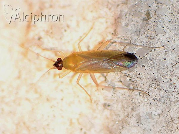 Phylus melanocephalus