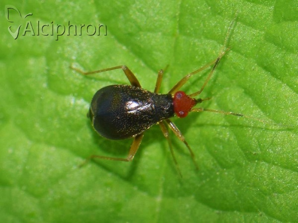 Orthonotus rufifrons