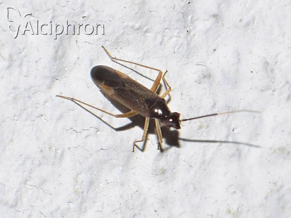 Orthonotus rufifrons
