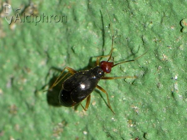 Orthonotus rufifrons