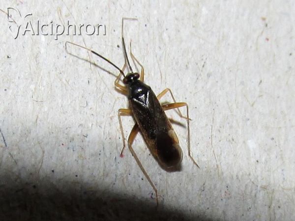 Orthonotus rufifrons
