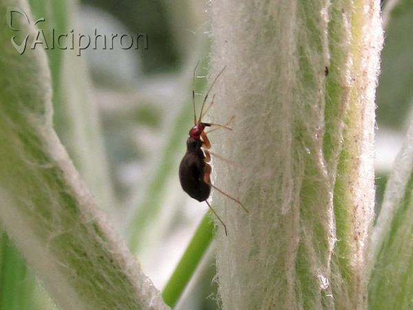 Orthonotus rufifrons