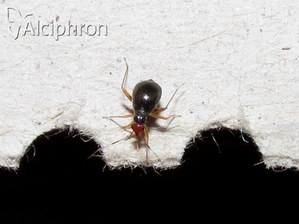 Orthonotus rufifrons