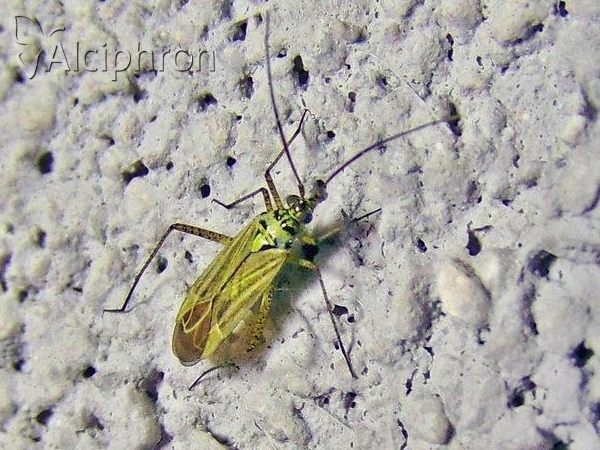 Oncotylus viridiflavus