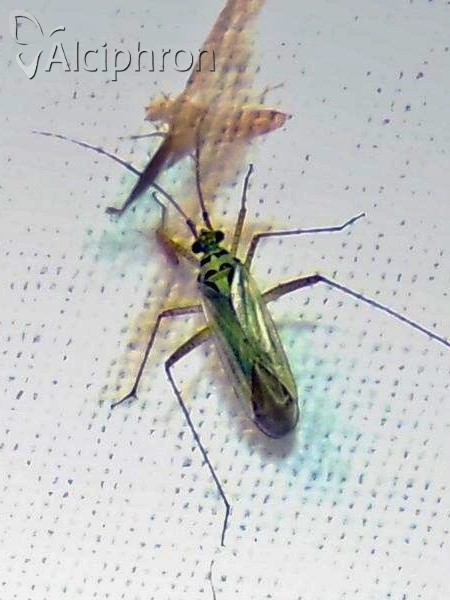Oncotylus viridiflavus