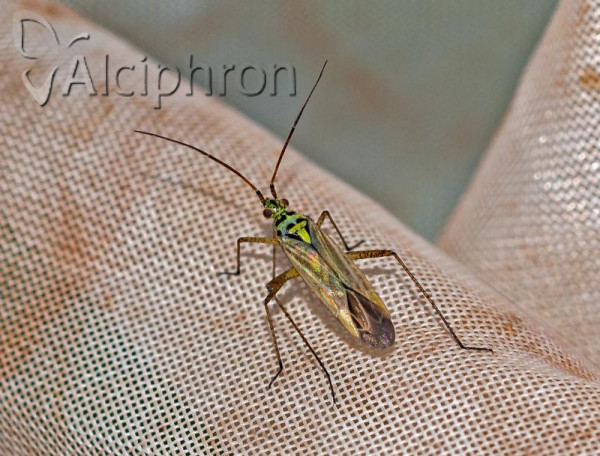 Oncotylus viridiflavus