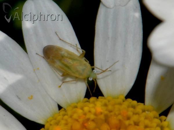 Megalocoleus molliculus