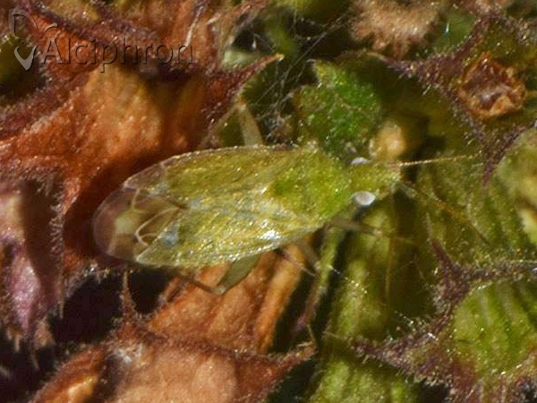 Macrotylus horvathi