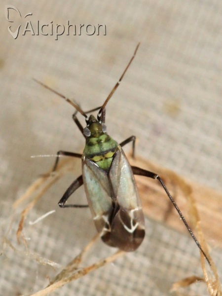 Macrotylus paykullii