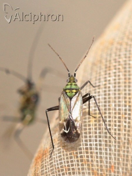 Macrotylus paykullii