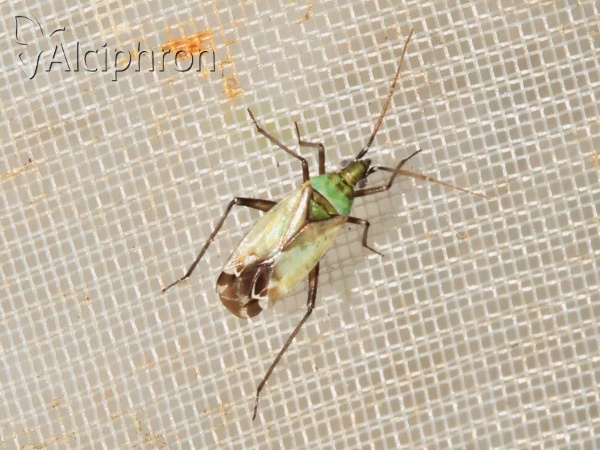 Macrotylus paykullii
