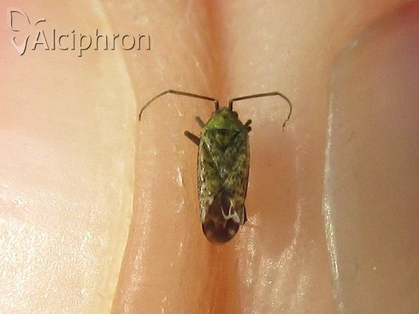 Macrotylus paykullii