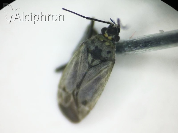 Macrotylus herrichi