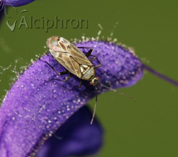 Macrotylus herrichi