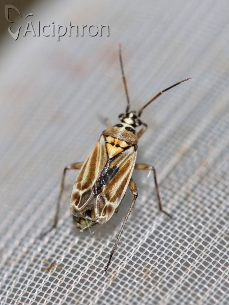 Hoplomachus thunbergii