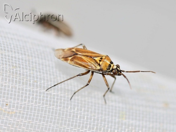 Hoplomachus thunbergii