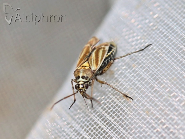 Hoplomachus thunbergii
