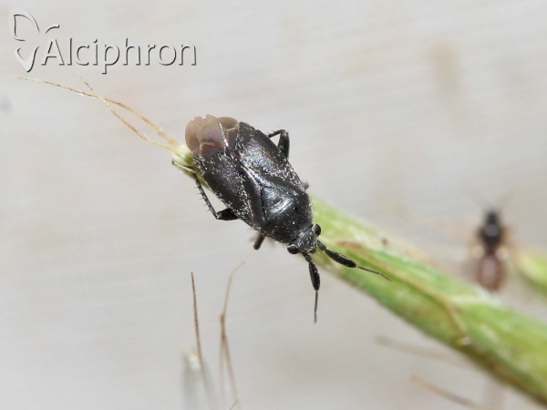 Heterocapillus tigripes