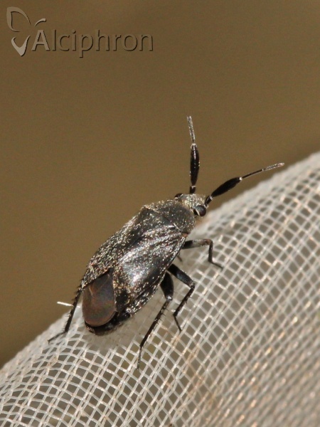 Heterocapillus tigripes