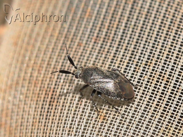 Heterocapillus tigripes