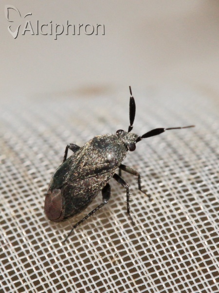 Heterocapillus tigripes