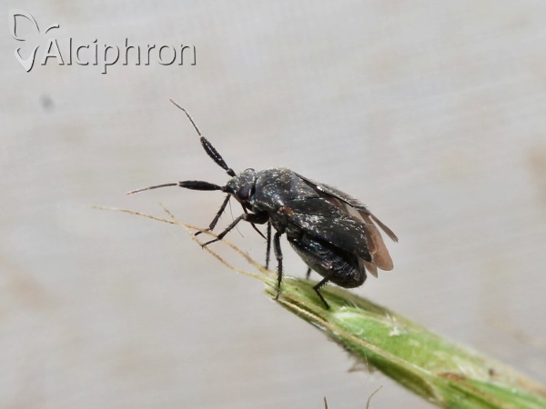 Heterocapillus tigripes