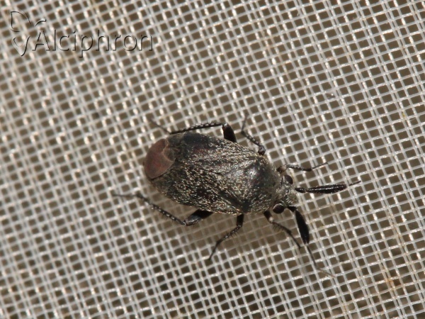 Heterocapillus tigripes