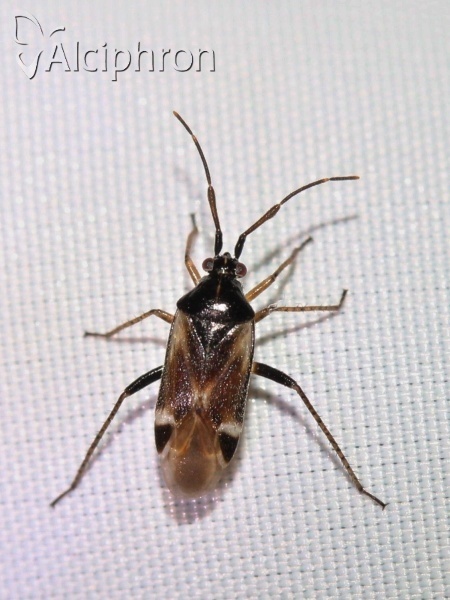 Harpocera hellenica