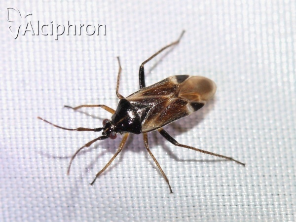 Harpocera hellenica