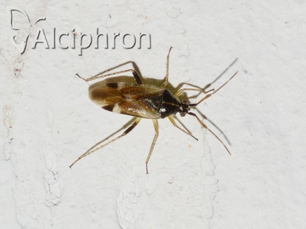 Harpocera hellenica