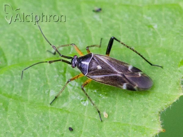 Harpocera thoracica
