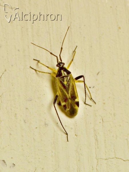 Harpocera thoracica
