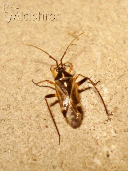 Harpocera thoracica