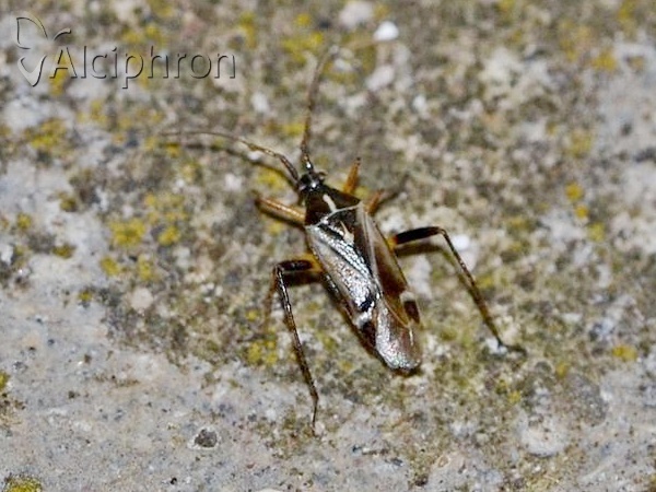 Harpocera thoracica