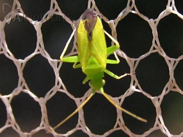 Eurycolpus flaveolus