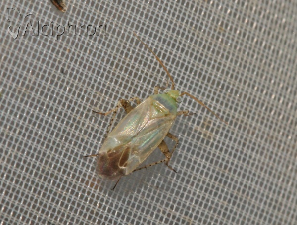 Europiella alpina