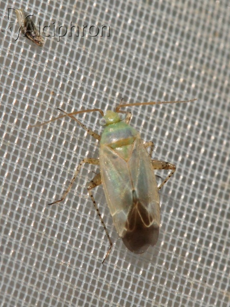 Europiella alpina