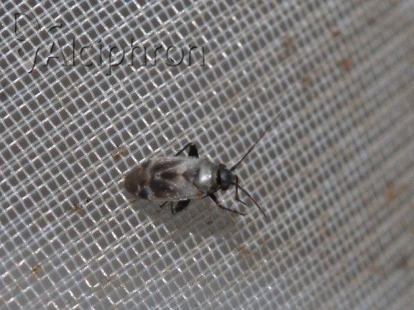 Europiella artemisiae