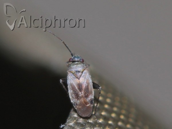Europiella artemisiae