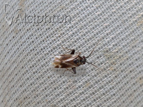 Europiella artemisiae