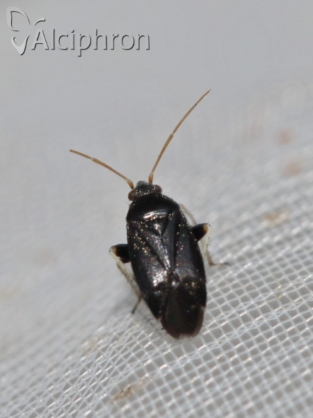 Criocoris crassicornis