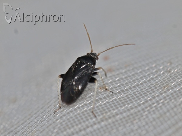 Criocoris crassicornis