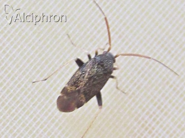 Criocoris crassicornis