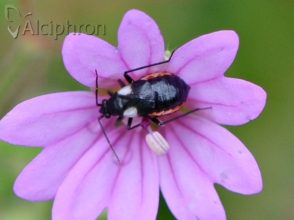 Cremnorrhinus basalis