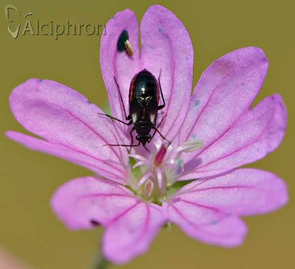 Cremnorrhinus basalis