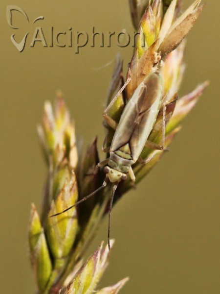 Conostethus hungaricus