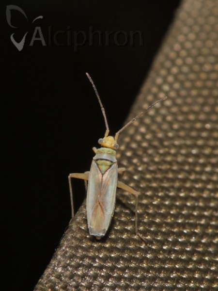 Conostethus hungaricus