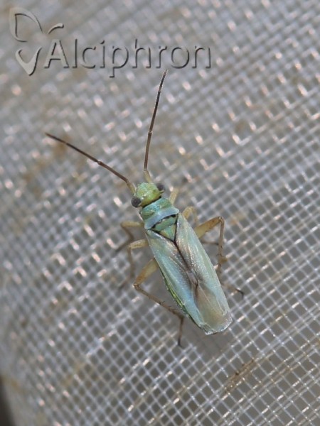 Conostethus hungaricus
