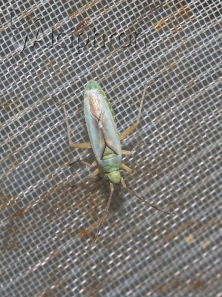 Conostethus hungaricus