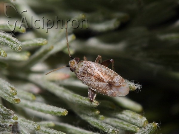 Compsidolon pumilum